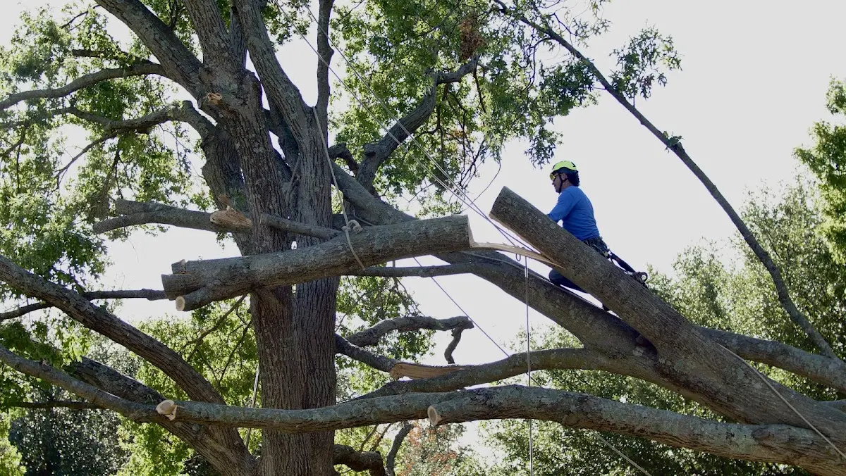 Professional Hazardous Tree Removal performed by certified arborists in Duxbury