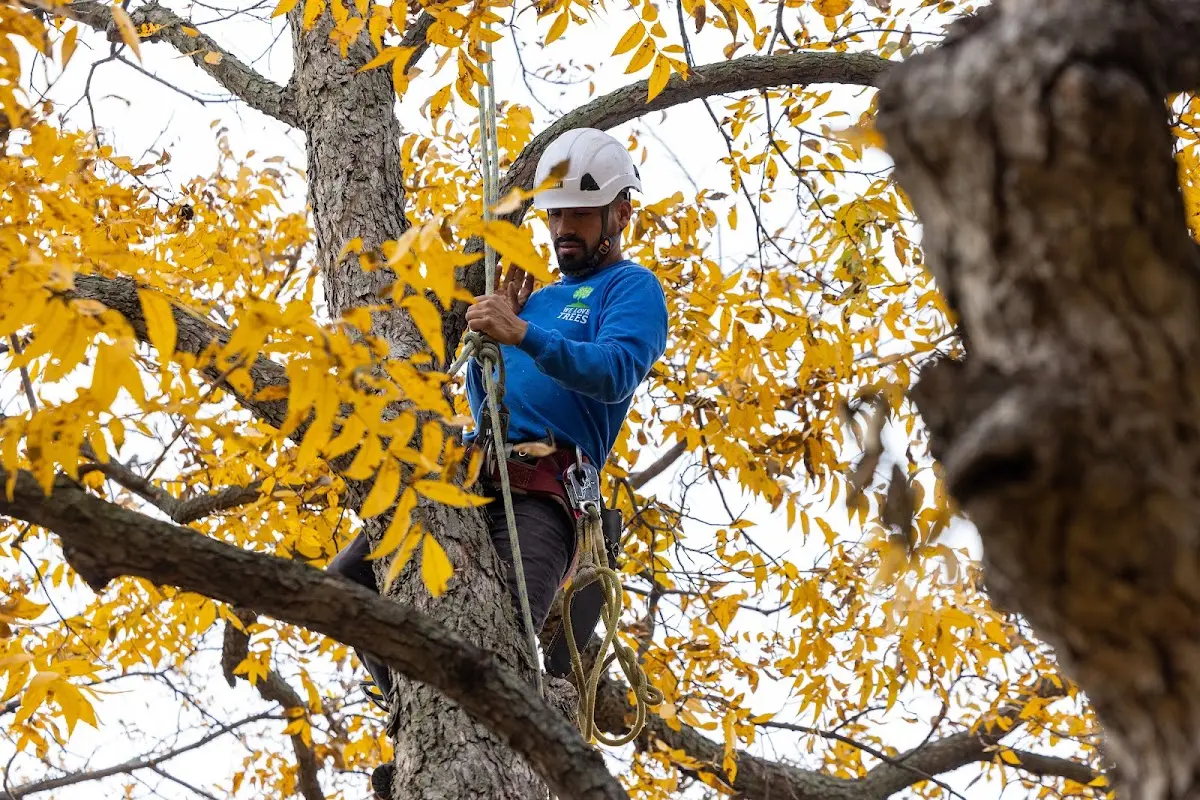 Skilled Tree Planing crew working in Duxbury